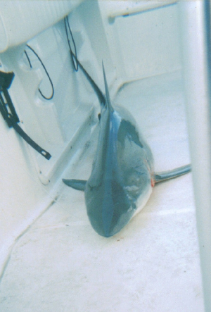 bigshark.jpg