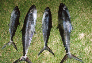 kingfish.jpg