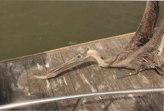 pelican.jpg