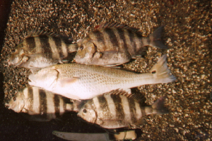 sheepheads.jpg