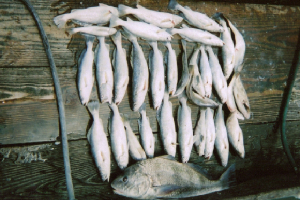 troutdrum.jpg