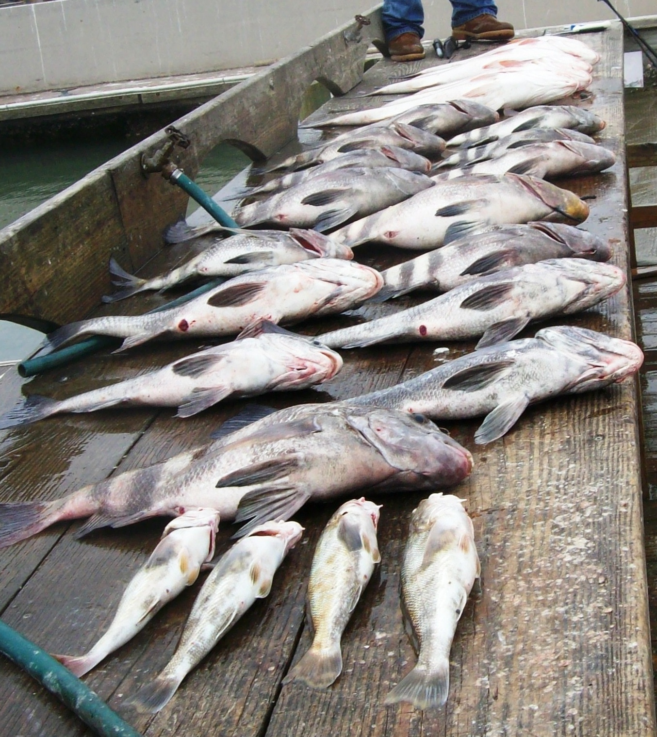 fish3.jpg