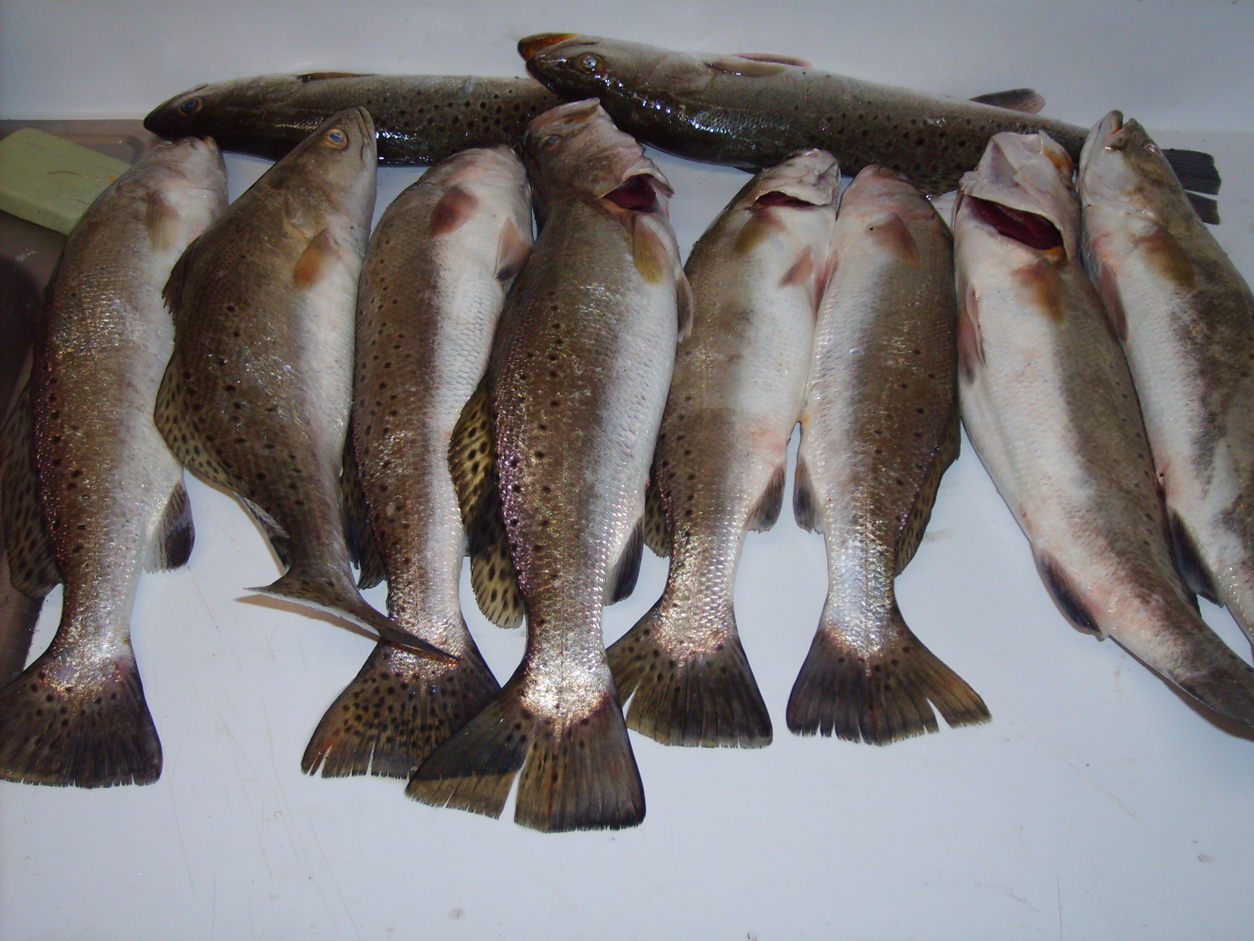 fishing8.JPG